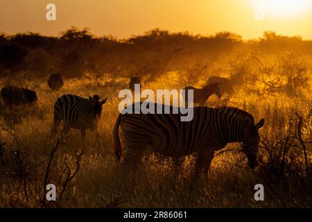 Zebras grasen im Grasland bei wunderschönen Sonnenstrahlen des afrikanischen Sonnenuntergangs. Die Tiere sind hintergrundbeleuchtet. Etosha-Nationalpark, Namibia, Afrika Stockfoto