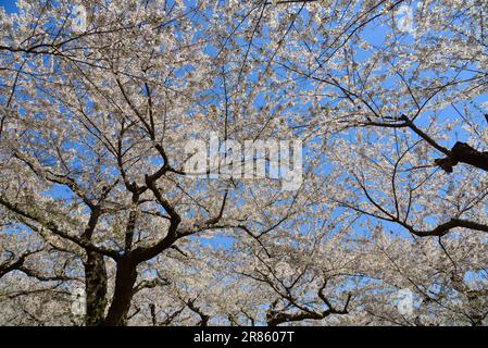 Im Frühlingspark in Hakodate, Hokkaido, Japan, blühen Kirschblüten. Stockfoto