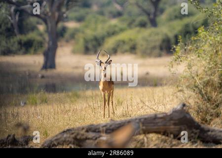 Männliche Impala (Aepyceros melampus) steht im Grasland neben dem Wasserrand des Chobe-Flusses. Chobe-Nationalpark, Botsuana, Afrika Stockfoto