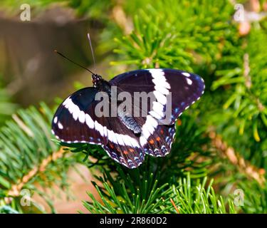 Weißer Admiralsschmetterling hoch oben auf einem immergrünen Zweig in seiner Waldumgebung und Umgebung. Schmetterlingsbild. Stockfoto