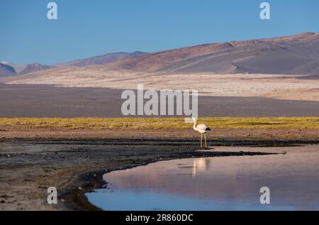 Flamingo an der farbenfrohen Laguna Carachi Pampa im verlassenen Hochland Nordargentiniens - Reisen und Erforschen des Puna Stockfoto