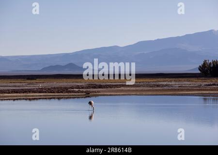 Flamingo an der farbenfrohen Laguna Carachi Pampa im verlassenen Hochland Nordargentiniens - Reisen und Erforschen des Puna Stockfoto
