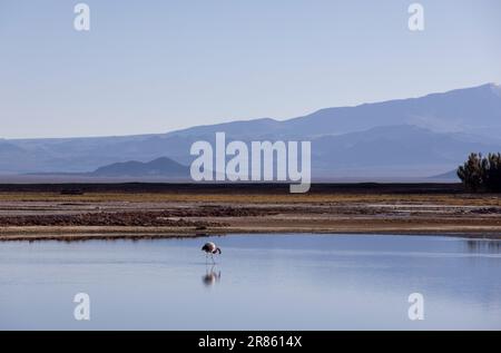 Flamingo an der farbenfrohen Laguna Carachi Pampa im verlassenen Hochland Nordargentiniens - Reisen und Erforschen des Puna Stockfoto