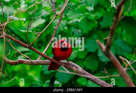 Roter nordamerikanischer Kardinal in einem Baum in den Wäldern von North New Jersey Stockfoto