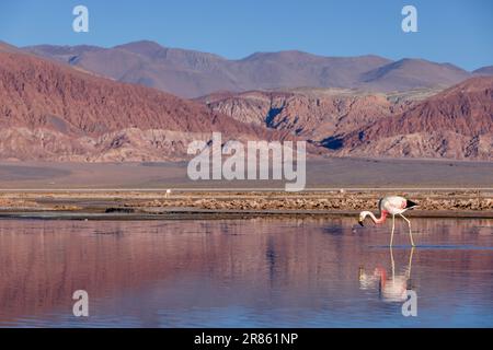 Flamingo an der farbenfrohen Laguna Carachi Pampa im verlassenen Hochland Nordargentiniens - Reisen und Erforschen des Puna Stockfoto