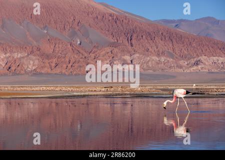 Flamingo an der farbenfrohen Laguna Carachi Pampa im verlassenen Hochland Nordargentiniens - Reisen und Erforschen des Puna Stockfoto