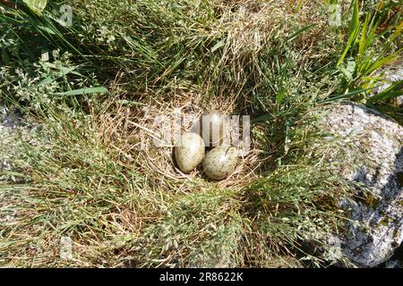 Drei Eier schottischer Möwe Larus argentatus im Nest auf einer kleinen Insel im schottischen Hochland loch Stockfoto