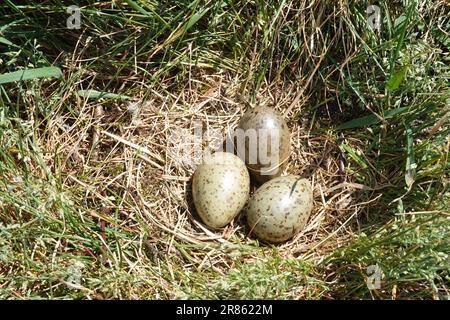 Drei Eier schottischer Möwe Larus argentatus im Nest auf einer kleinen Insel im schottischen Hochland loch Stockfoto