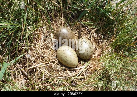 Drei Eier schottischer Möwe Larus argentatus im Nest auf einer kleinen Insel im schottischen Hochland loch Stockfoto