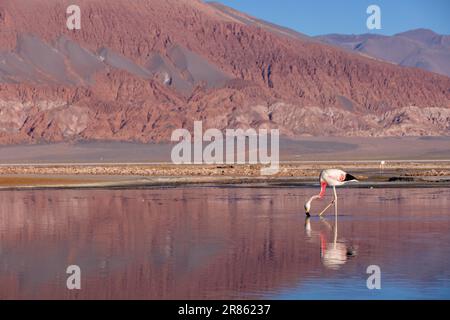 Flamingo an der farbenfrohen Laguna Carachi Pampa im verlassenen Hochland Nordargentiniens - Reisen und Erforschen des Puna Stockfoto