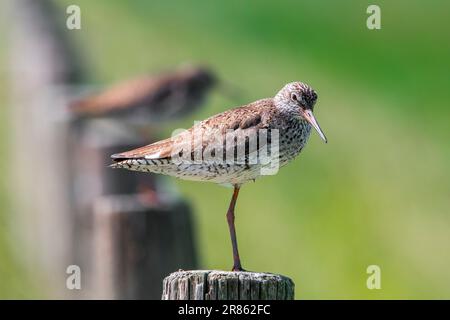 Gemeine Rothaarige (Tringa totanus) bei der Zucht von Gefieber, das im Frühling auf einem schlammigen Bein auf einem Holzzaunpfahl an der Wiese aufliegt Stockfoto