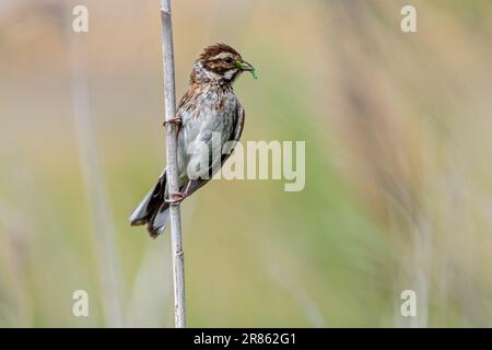 Seezungenbänke (Emberiza schoeniclus), weiblich hoch oben im Schilfbett/Schilfbett mit Raupenbäuche im Schnabel als Futter für junge im späten Frühling Stockfoto