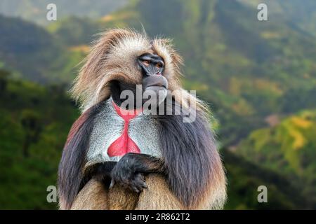 Männlicher Gelada-Pavian/Affe mit blutenden Herzen (Theropithecus gelada) aus dem äthiopischen Hochland Stockfoto