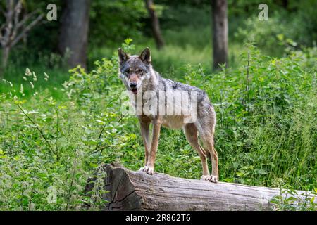 Dünner, einsamer eurasischer Wolf/einsamer grauer Wolf (Canis lupus lupus), der im Frühling/Sommer den Baumstamm als Aussichtspunkt im Wald verwendet Stockfoto