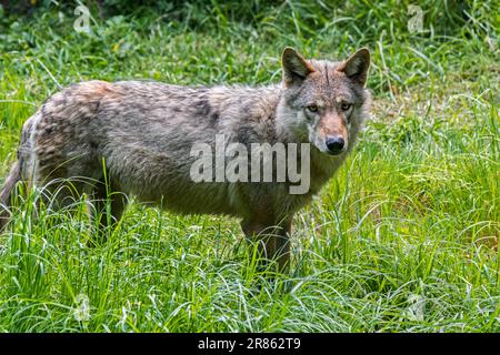Einsamer eurasischer Wolf/einsamer grauer Wolf (Canis lupus lupus), der im Frühling/Sommer auf einer Wiese/im Grasland am Waldrand jagt Stockfoto