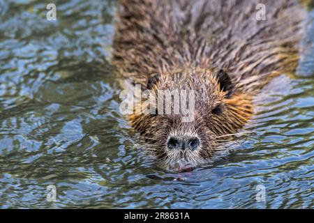Coypu / Nutria (Myocastor coypus) schwimmend im Teich, invasive Nagetiere in Europa, heimisch in Südamerika Stockfoto