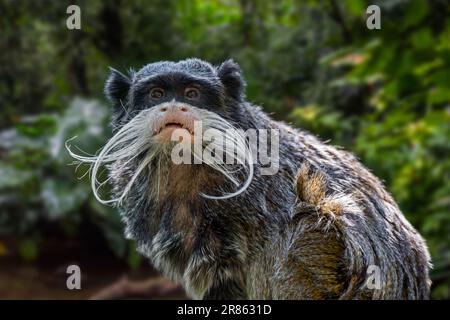 Kaisertamarin (Saguinus Imperator) im Regenwald, einheimisch in Nordbrasilien, Südwesten des Amazonasbeckens, Ost-Peru und Nordbolivien Stockfoto