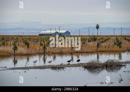 Überschwemmter Betrieb und überflutete Ernte Der Tulare Lake im Central Valley von Kalifornien ist seit Jahrzehnten ein trockener See, der aber nach Major ra wieder zum Leben erwacht Stockfoto