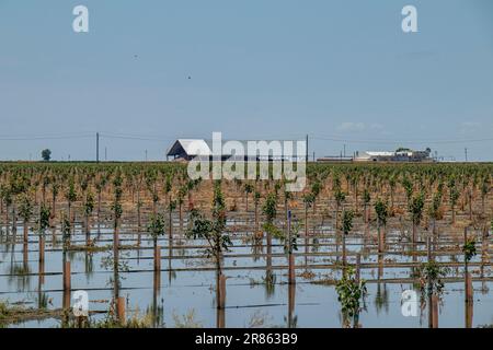 Überschwemmter Betrieb und überflutete Ernte Der Tulare Lake im Central Valley von Kalifornien ist seit Jahrzehnten ein trockener See, der aber nach Major ra wieder zum Leben erwacht Stockfoto