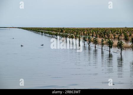 Überschwemmter Betrieb und überflutete Ernte Der Tulare Lake im Central Valley von Kalifornien ist seit Jahrzehnten ein trockener See, der aber nach Major ra wieder zum Leben erwacht Stockfoto