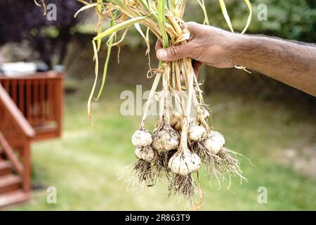 Hand halten, frisch geernteten Knoblauch aus dem Garten, biologisches Anbaukonzept Stockfoto