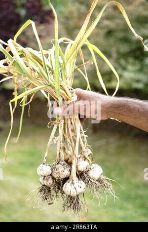 Hand halten, frisch geernteten Knoblauch aus dem Garten, biologisches Anbaukonzept Stockfoto
