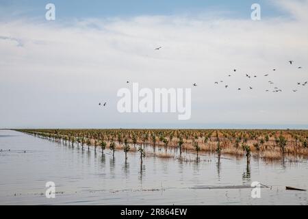 Überschwemmter Betrieb und überflutete Ernte Der Tulare Lake im Central Valley von Kalifornien ist seit Jahrzehnten ein trockener See, der aber nach Major ra wieder zum Leben erwacht Stockfoto