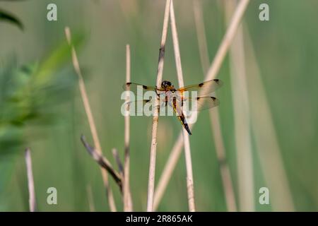 Ein weiblicher vierfleckiger Jäger auf einem Pflanzenstamm. Libellula quadrimaculata. Stockfoto