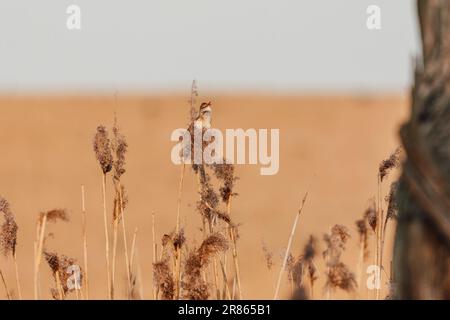 Ein großer Schilfrohrkriecher, der auf Schilf sitzt und singt. Acrocephalus arundinaceus. Stockfoto