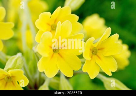 Falscher Oxlip (primula veris x vulgaris), Nahaufnahme der großen gelben Blüten des Hybriden zwischen einem Cowslip und einem Primrose. Stockfoto