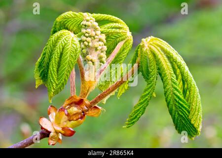 Rosskastanie oder Conker Tree (aesculus hippocastanum), Nahaufnahme der neuen Blätter und Blütenknospen, die am Ende eines Zweigs aus den Knospen hervorgehen. Stockfoto