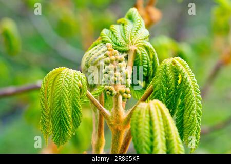 Rosskastanie oder Conker Tree (aesculus hippocastanum), Nahaufnahme der neuen Blätter und Blütenknospen, die am Ende eines Zweigs aus den Knospen hervorgehen. Stockfoto