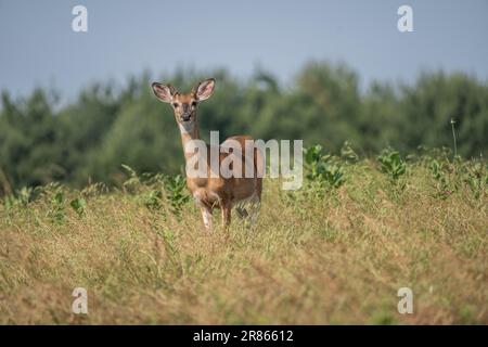 Junger männlicher Weißwedelhirsch mit Geweih, das im Feld steht und in die Kamera schaut Stockfoto