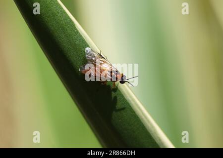 Nahaufnahme der Rübsensäge (Athalia Rosae). Unterfamilie Allantinae. Familie Gemeine Sägeblätter (Tenthredinidae) auf einem Blatt von spanischem Dolch Stockfoto