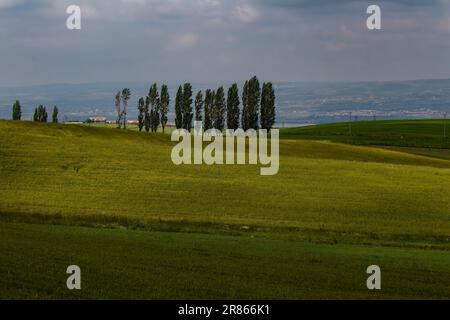 Eine wunderschöne Aussicht, umgeben von Reihen von Bäumen auf der Ebene. Stockfoto