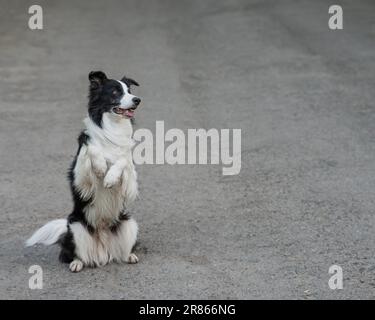 Border Collie Dog macht Hasenübungen im Freien. Stockfoto