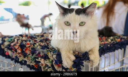 Katzen auf einer Adoptionsmesse Stockfoto