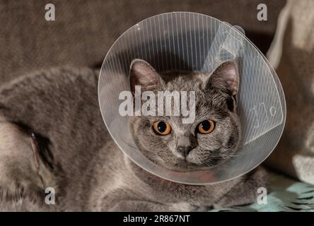 Britische Shorthair-Katze mit elisabethanischem Kragen, auch bekannt als Kegelkragen oder Schutzkragen, nach Sterilisationsoperationen Stockfoto