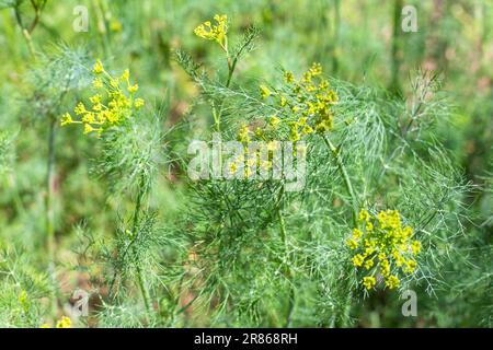 Gartenbett mit blühendem grünen Dill an einem sonnigen Sommertag. Gemüse und Kräuter im Garten anbauen. Stockfoto