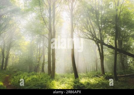 Ätherische, stimmungsvolle Waldlandschaft mit stimmungsvollem Nebel und Nebel an einem Sommermorgen in Aberdour, Fife, Schottland, Großbritannien. Stockfoto