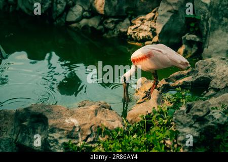 Rosenlöffel Platalea ajaja), die in der Nähe des Wassers stehen. Hochwertiges Foto Stockfoto