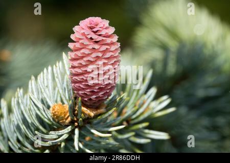 Colorado Blue Fruce Cone Picea pungens Hoopsii Picea Close Up Zweignadeln Silver Fruce Twig Spring Fruce Closeup Shoot Gymnosperm Bud Stockfoto