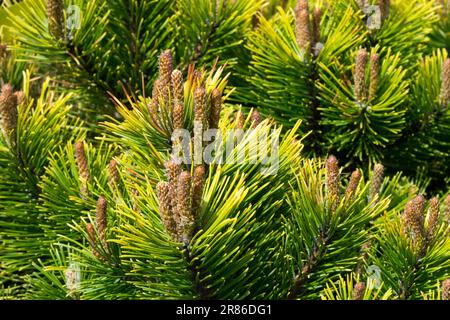 Pinus mugo „Winter Gold“ Mugo Kiefer Zweige Nadeln Zwerggebirge Kiefer Pinus mugo „Wintergold“ Pinus Nadeln Zweig Pinus Laub Stockfoto