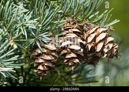 Pseudotsuga Cones Douglas Tannenzapfen Branch coniferous Pseudotsuga menziesii 'Moerheimii' Douglas Tannenzapfen Closeup Conifer Cones Branch Pseudotsuga Stockfoto