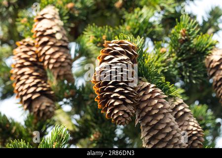 Norwegen Fichtenzapfen Pinaceae Picea abies 'Lombartsii' Picea Kegel Zweige Nadelzapfen weibliche Kegel Alt Stockfoto