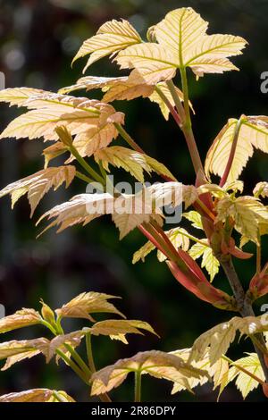 Sycamore Maple, Acer pseudoplatanus „Esk Sunset“, Baum, Äste, Blätter, Sycamore Baum Stockfoto