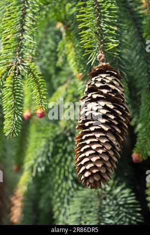 Picea abies Cone Picea abies 'August', europäische Fichte Stockfoto