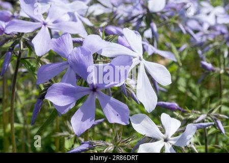 Blue Phlox, Sweet William, Phlox divaricata „Clouds of Perfume“, Woodland Phlox Stockfoto