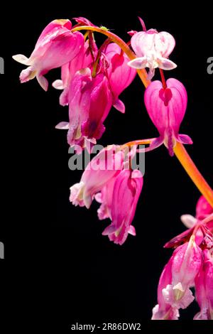 Dicentra „Luxuriant“, Blume, Schwarz, Hintergrund, Pink Dicentra Blutendes Herz, Nahaufnahme, Porträt Stockfoto