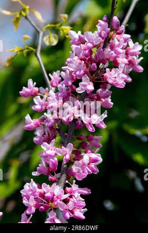 Cercis canadensis „Alley Cat“, Cercis, Eastern Redbud Stockfoto